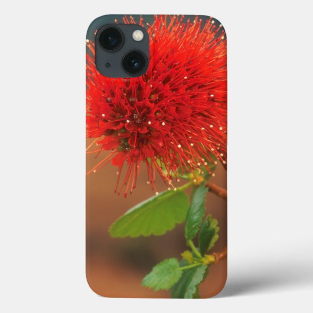 Natal Bottlebrush (Greyia Sutherlandii) Flower (Verso)