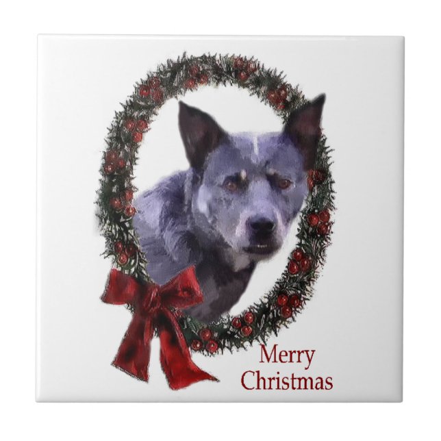 Natal de Cattle na Austrália (Frente)