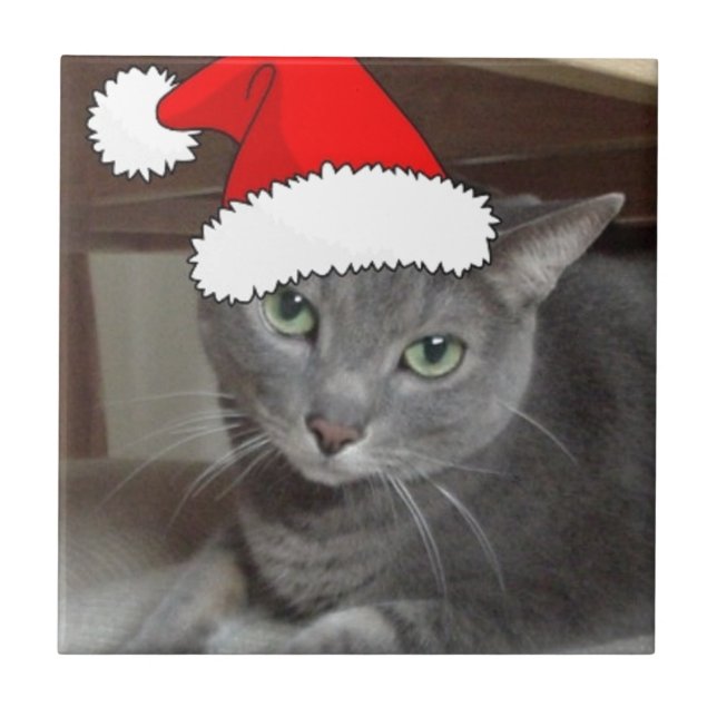 Natal de Gato Azul Russo (Frente)