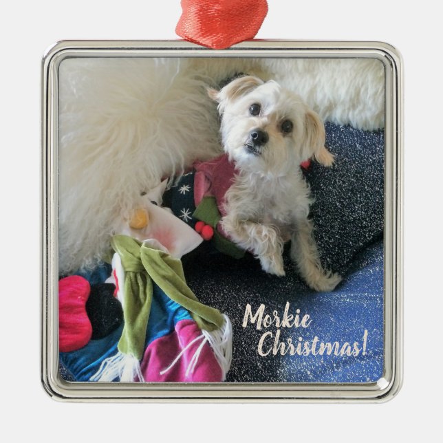 Natal de Morkie que armazena o ornamento superior (Frente)