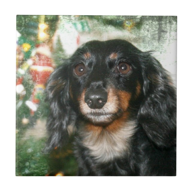Natal do Dachshund (Frente)