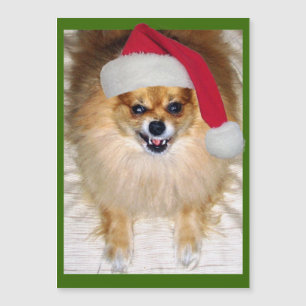 Natal mau da chihuahua de Pomeranian do papai noel