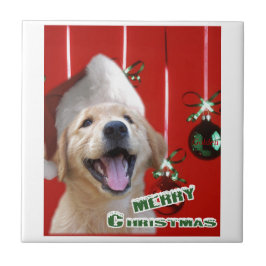 Natal para ouro Retriever