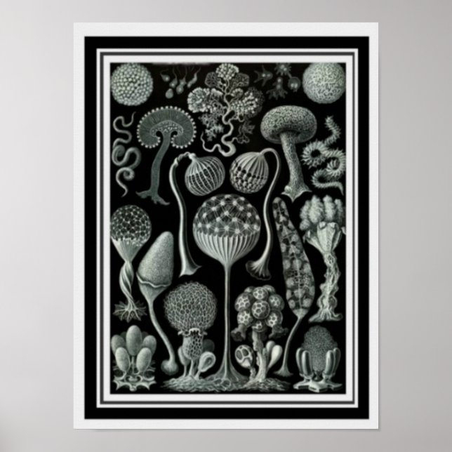 Nature Art "Esporos de Cogumelos" Poster 12 x 16 (Frente)