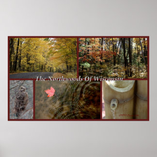 Nature Collage Impressão Northwoods Wisconsin Seas