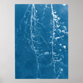 Nature Cyanotipia em Impressão Azul e Download Dig