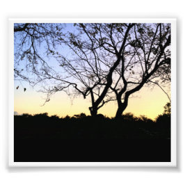 NATURE EVERGLADES FOTO