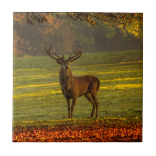 Nature Inspirations Regal Buck