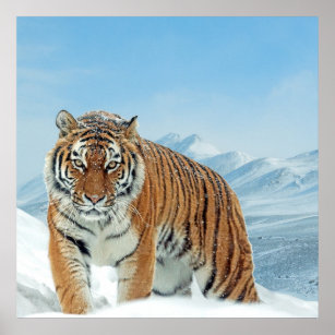 Nature Mountains Tiger Winter Snow Photo Poster