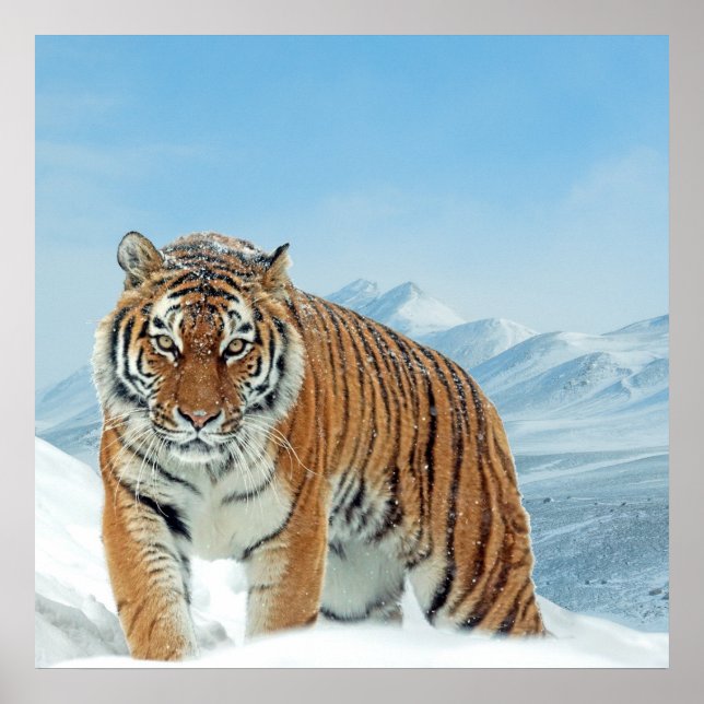 Nature Mountains Tiger Winter Snow Photo Poster (Frente)