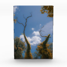 Nature Surreal