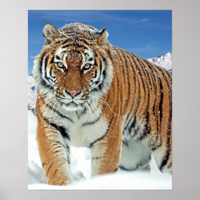 Nature Winter Photo Tiger Snow Mounains Poster (Frente)
