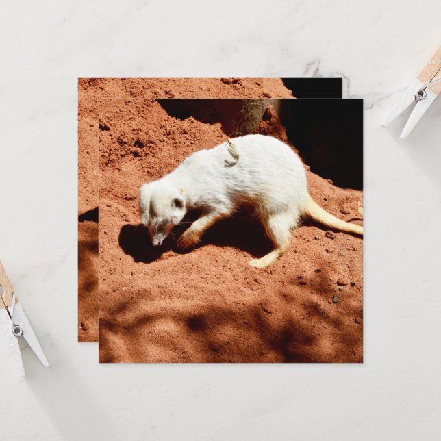 Nature's Forager: White Meerkat Digging for Inseto (Frente/Verso In Situ)