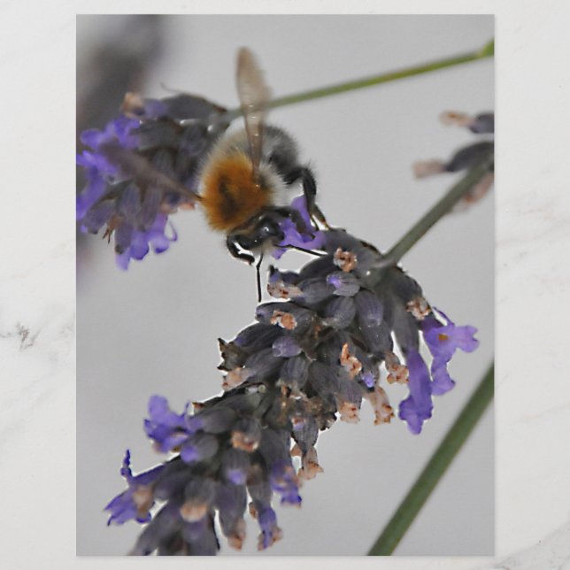 Natures WonMaravilha Workers (Frente)