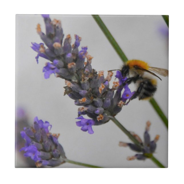 Natures WonMaravilha Workers (Frente)