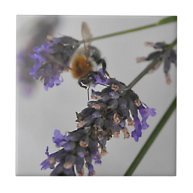 Natures WonMaravilha Workers (Frente)