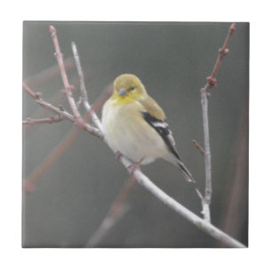 Natureza americana do Goldfinch do pássaro
