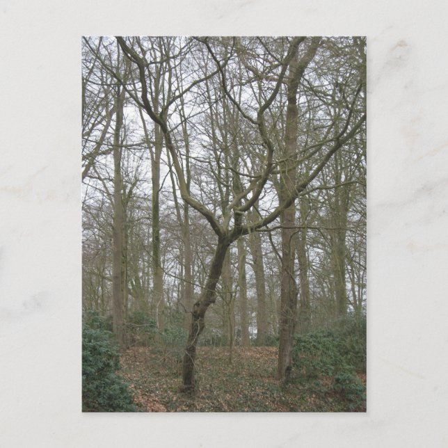 Natureza bonita eu, envio a coleção feia do cartão (Frente)