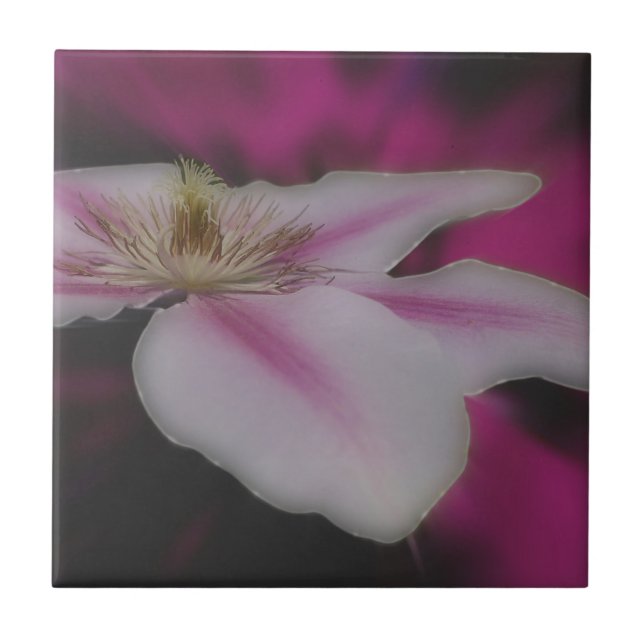Natureza da Flor White Clematis (Frente)