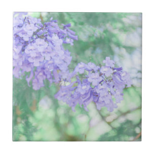 Natureza das flores das árvores de Jacaranda púr