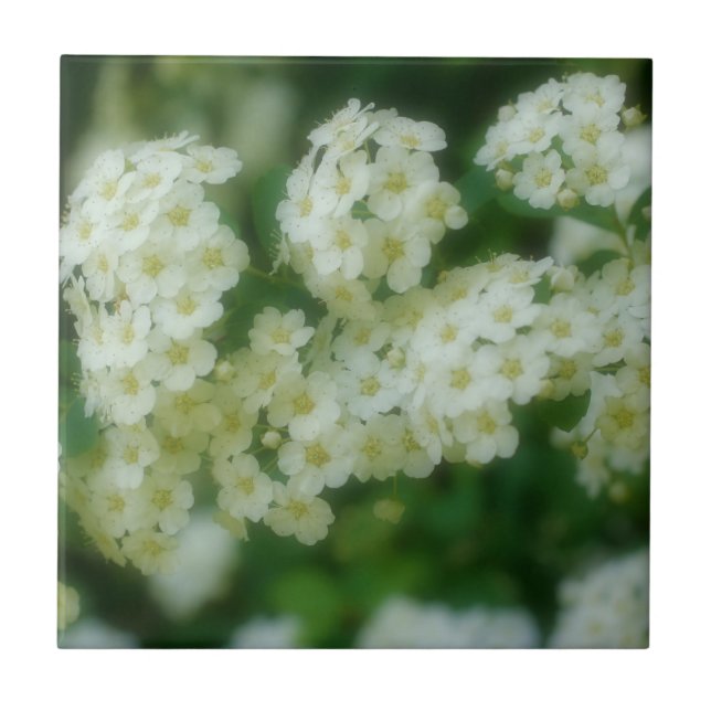 Natureza das flores de Rosa de salto branco selvag (Frente)