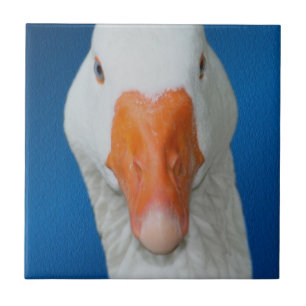 Natureza de Ganso Branco Bonito