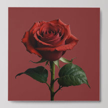 Natureza dos Rosas Modernos Elegantes