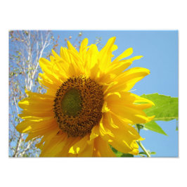 Natureza Fotografia Belas Artes Impressões Girassó