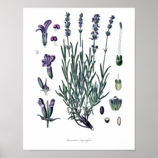 Natureza, impressão botânica, arte floral de Lavan