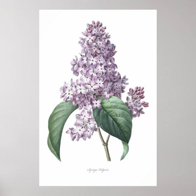 Natureza, impressão botânico, arte floral de Lilac (Frente)