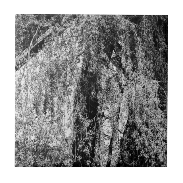 natureza-morta em casa (Frente)