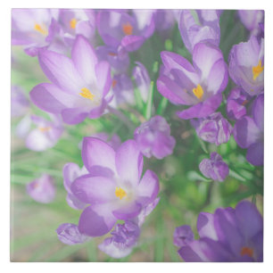 Natureza Pálida Pastel Púrpura Flores De Crocus 