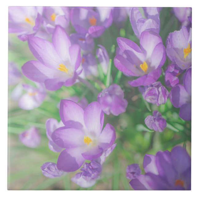 Natureza Pálida Pastel Púrpura Flores De Crocus Fl (Frente)