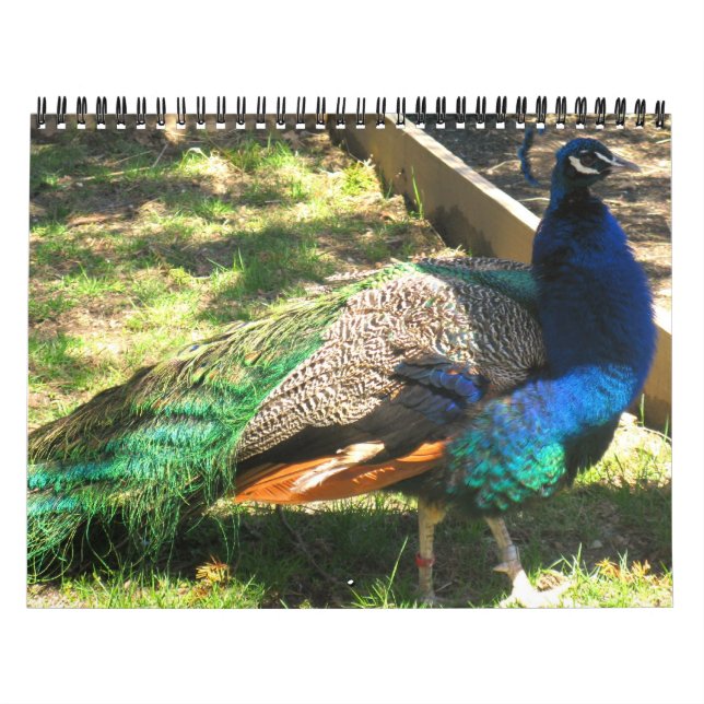 Natureza - pássaros - paisagem calendário de 12 (Capa)