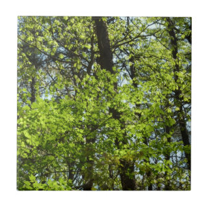 Natureza verde das folhas de bordo do primavera
