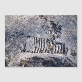 Nautiloide Fóssil Cefalópodes — Moluscos do Mar An