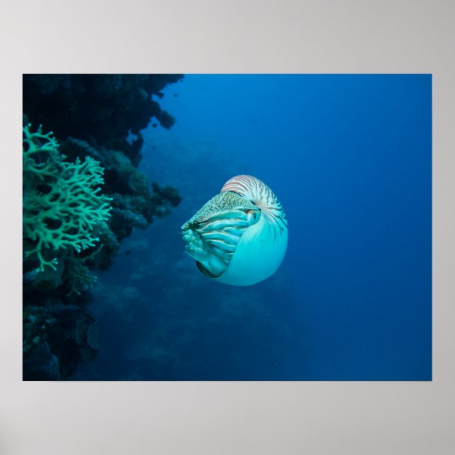 Nautilus Poster (Frente)