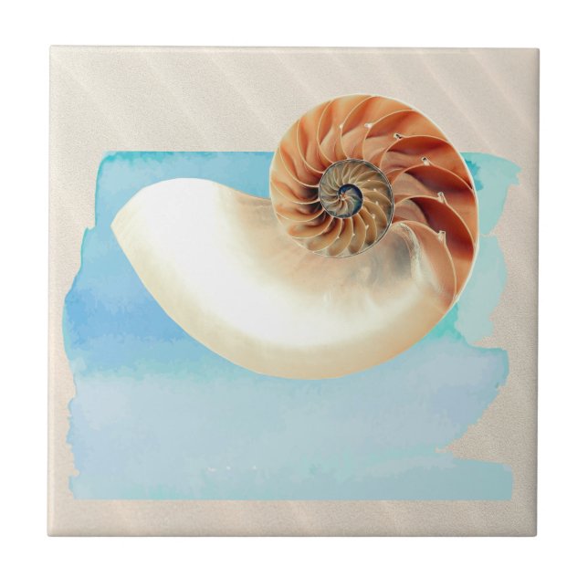 Nautilus Seashell e Sand (Frente)