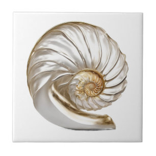 Nautilus seashell pérola 3D praia mar náutico