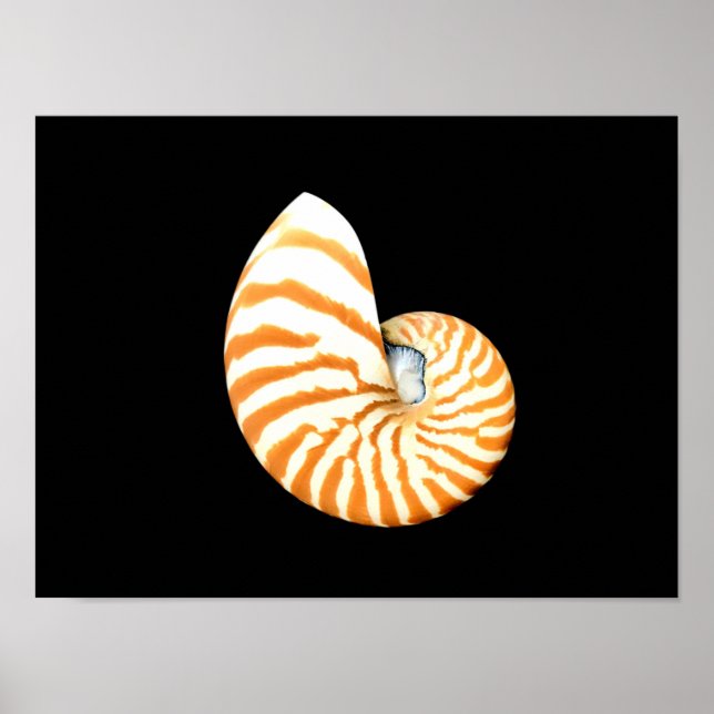 Nautilus Seashell poster (Frente)