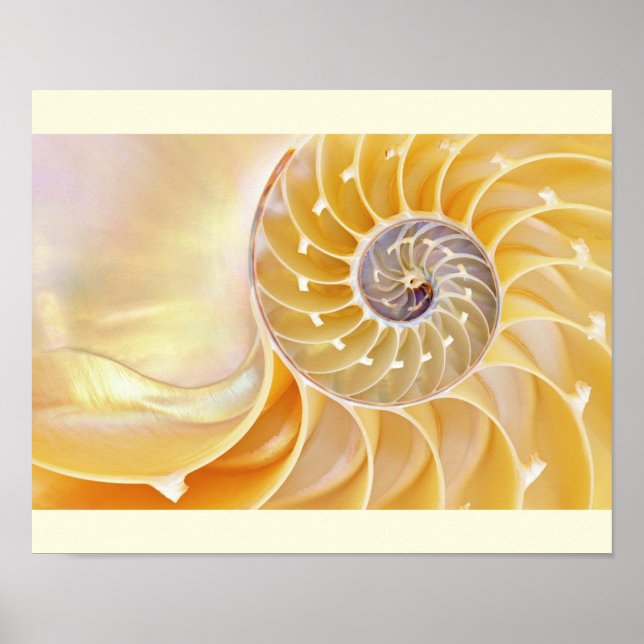 Nautilus Seashell poster (Frente)