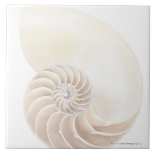 Nautilus Shell