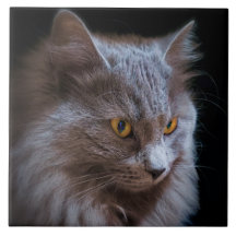 Nebelung Cat Wall, Cinza Azul Russo