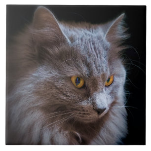 Nebelung Cat Wall, Cinza Azul Russo
