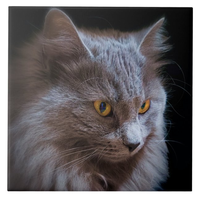 Nebelung Cat Wall, Cinza Azul Russo (Frente)