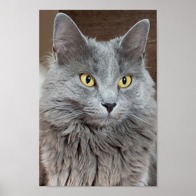 Nebelung Long-Haired Russo Poster de Gato Azul (Frente)