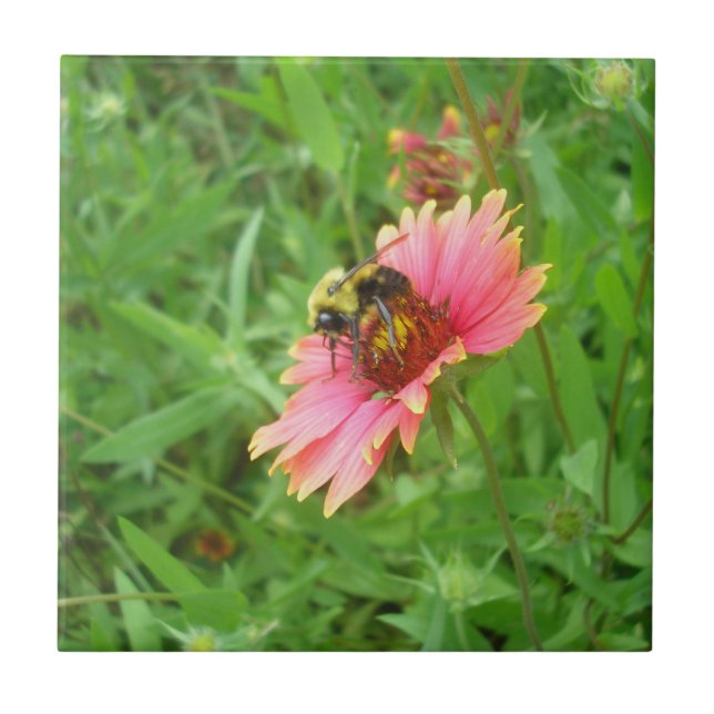 Néctar da Vida (Frente)