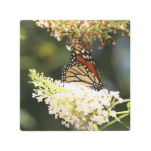 Néctar de mergulho da borboleta monarca