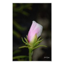 Neil Jones Fotografia - Nascimento de um Rosa