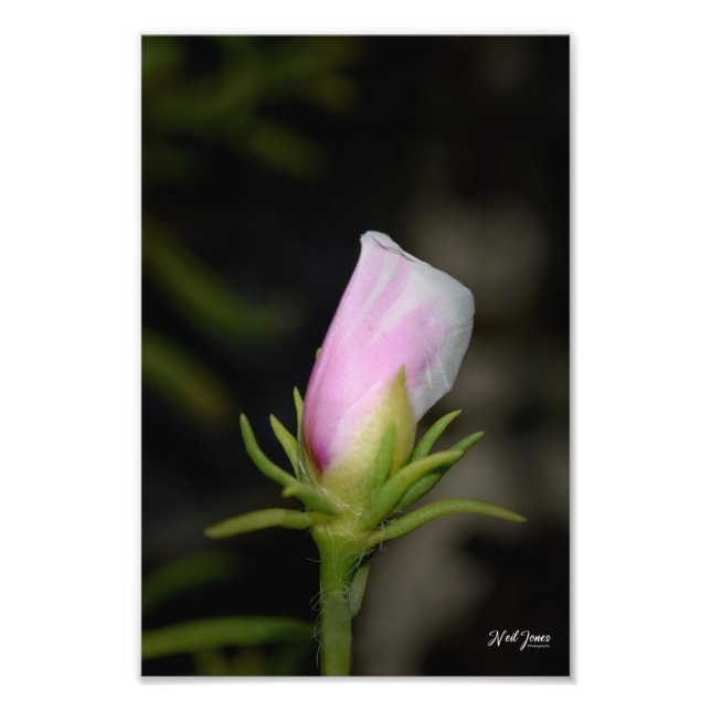 Neil Jones Fotografia - Nascimento de um Rosa (Frente)